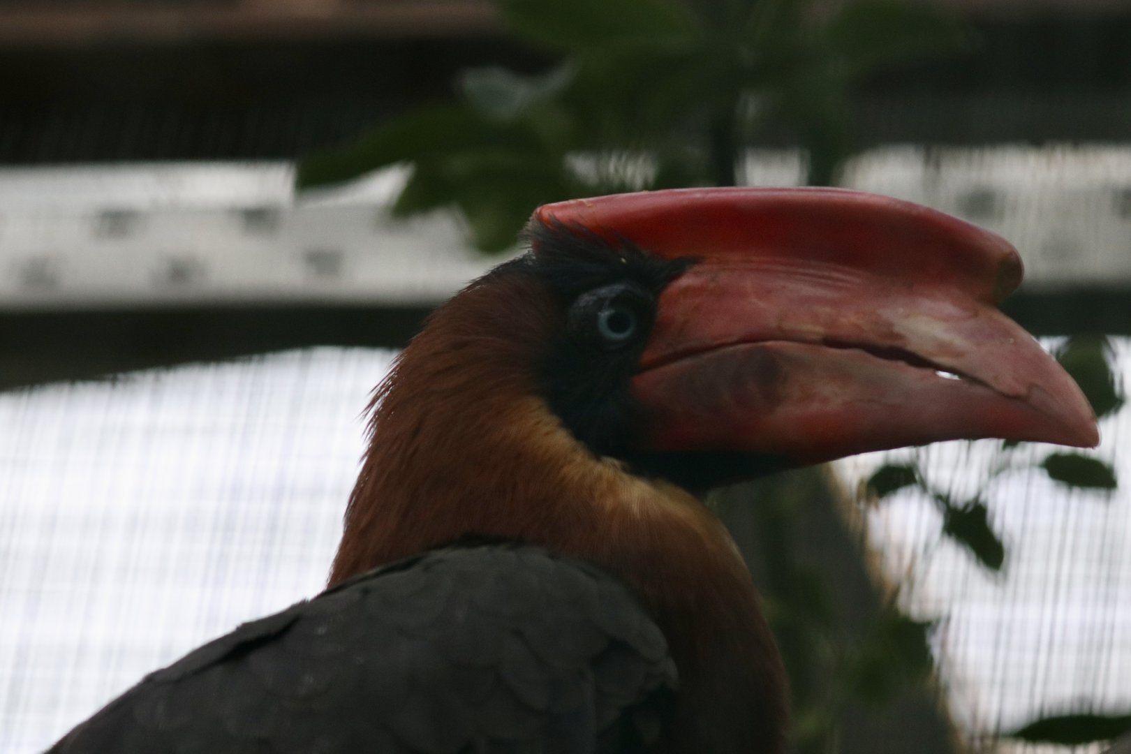 Northern rufous hornbill