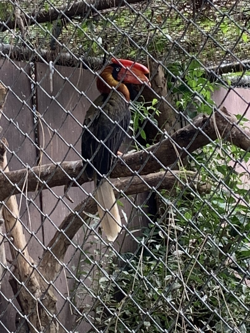 Northern rufous hornbill