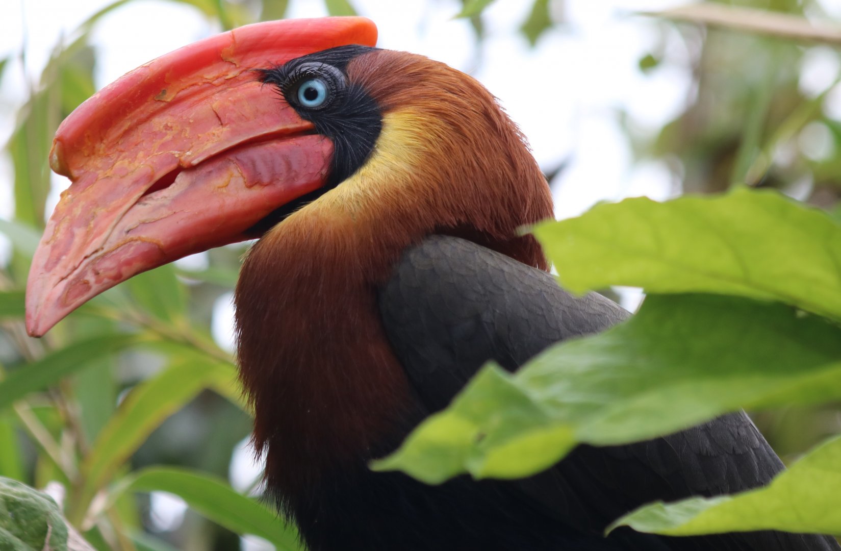 Northern Rufous Hornbill
