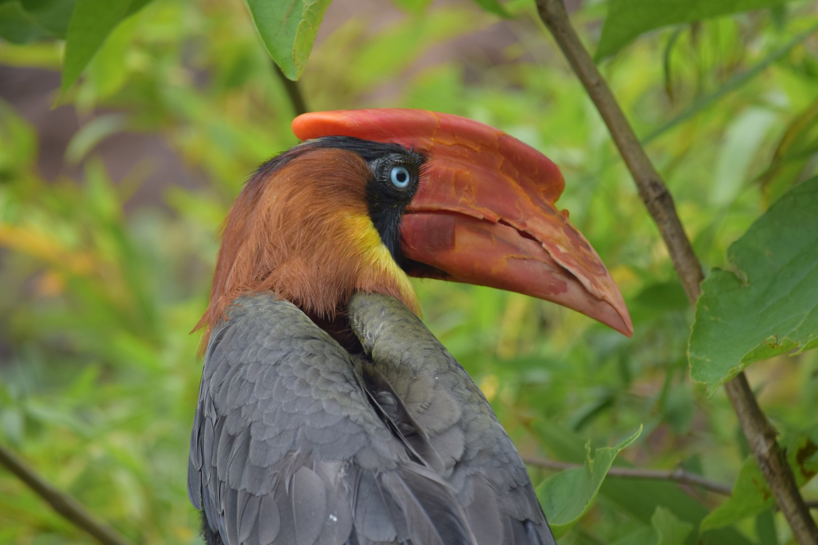 Northern rufous hornbill