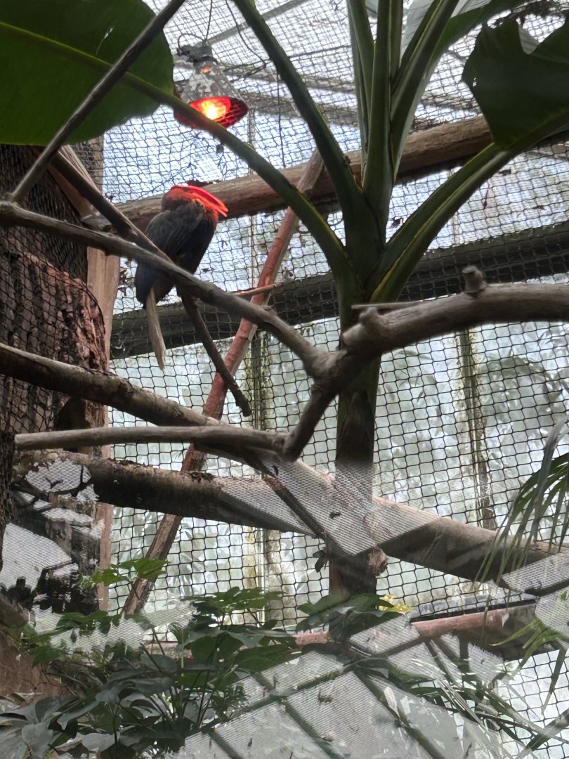 Northern rufous hornbill