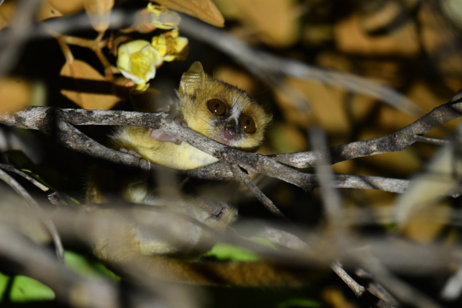 Northern rufous mouse lemur (Microcebus tavaratra)