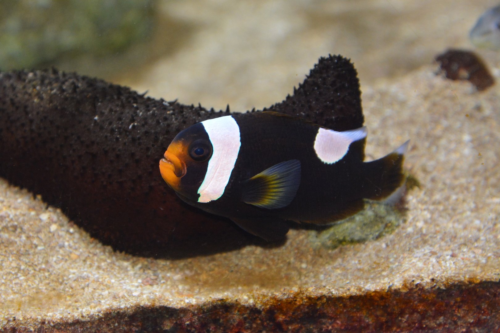 Northern saddleback anemonefish (Amphiprion annamensis)