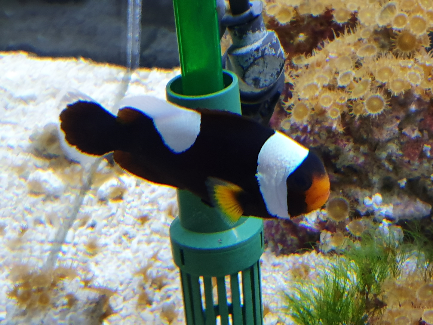 Northern Saddleback Anemonefish (Amphriprion anamensis)