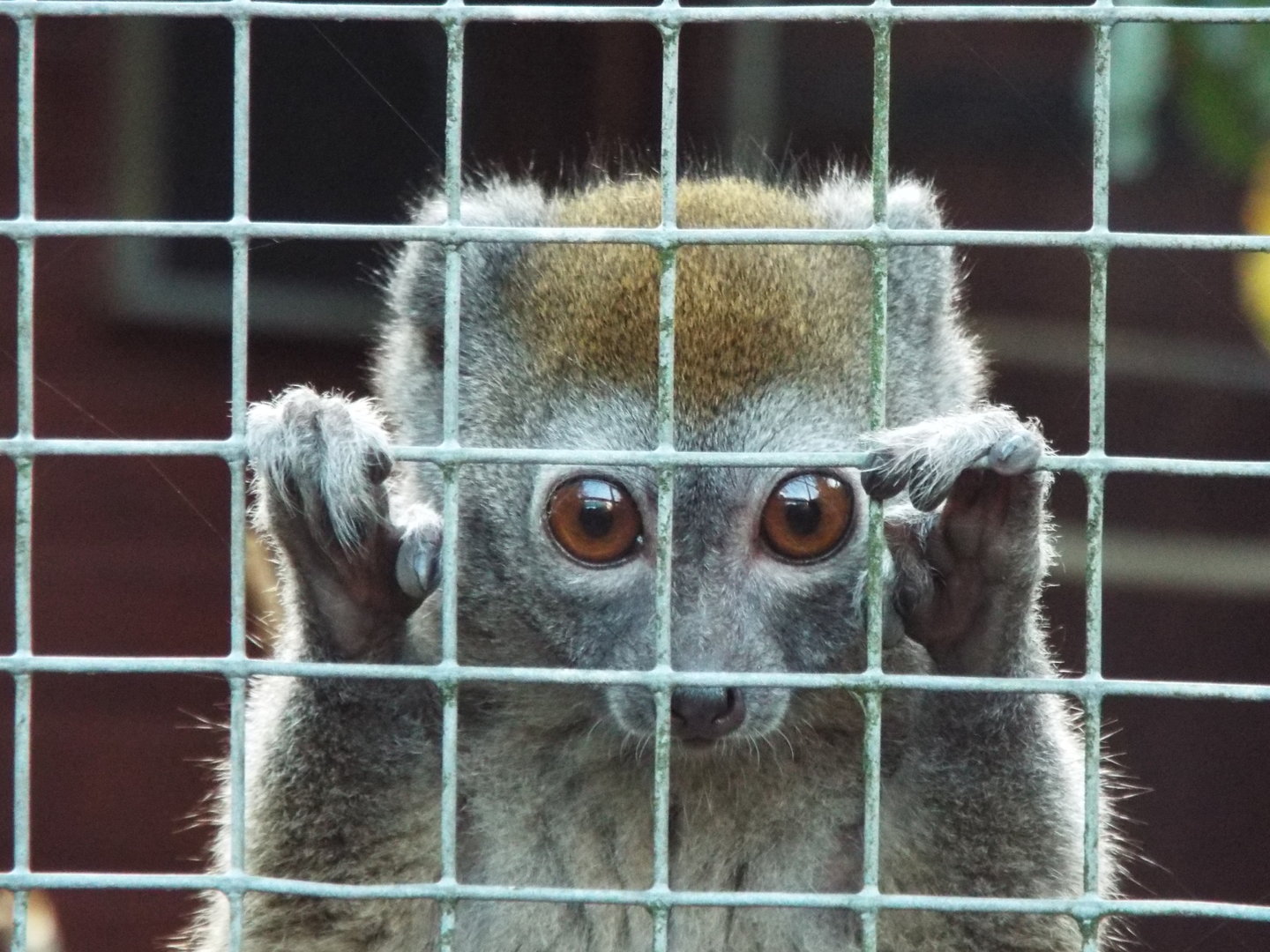 Northern/Sambirano Bamboo Lemur, Banham Zoological Gardens