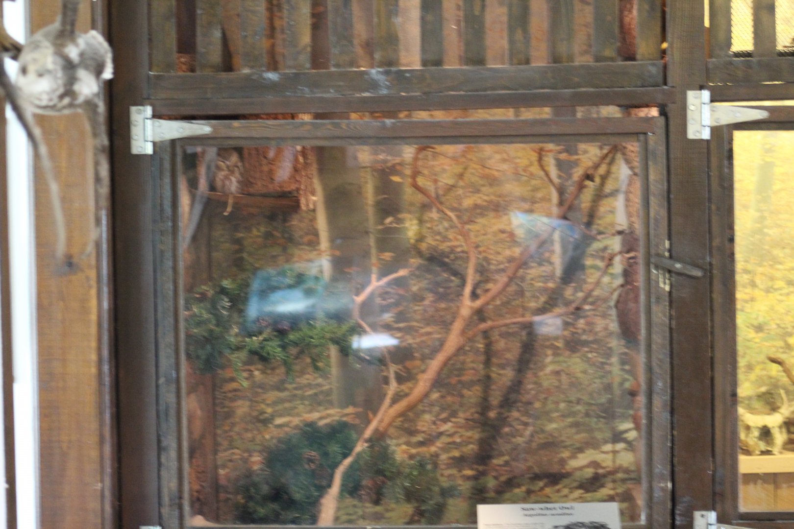 Northern Saw-Whet Owl Enclosure