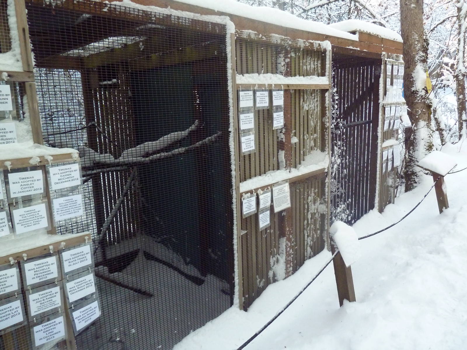 Northern Saw-Whet Owl Exhibits