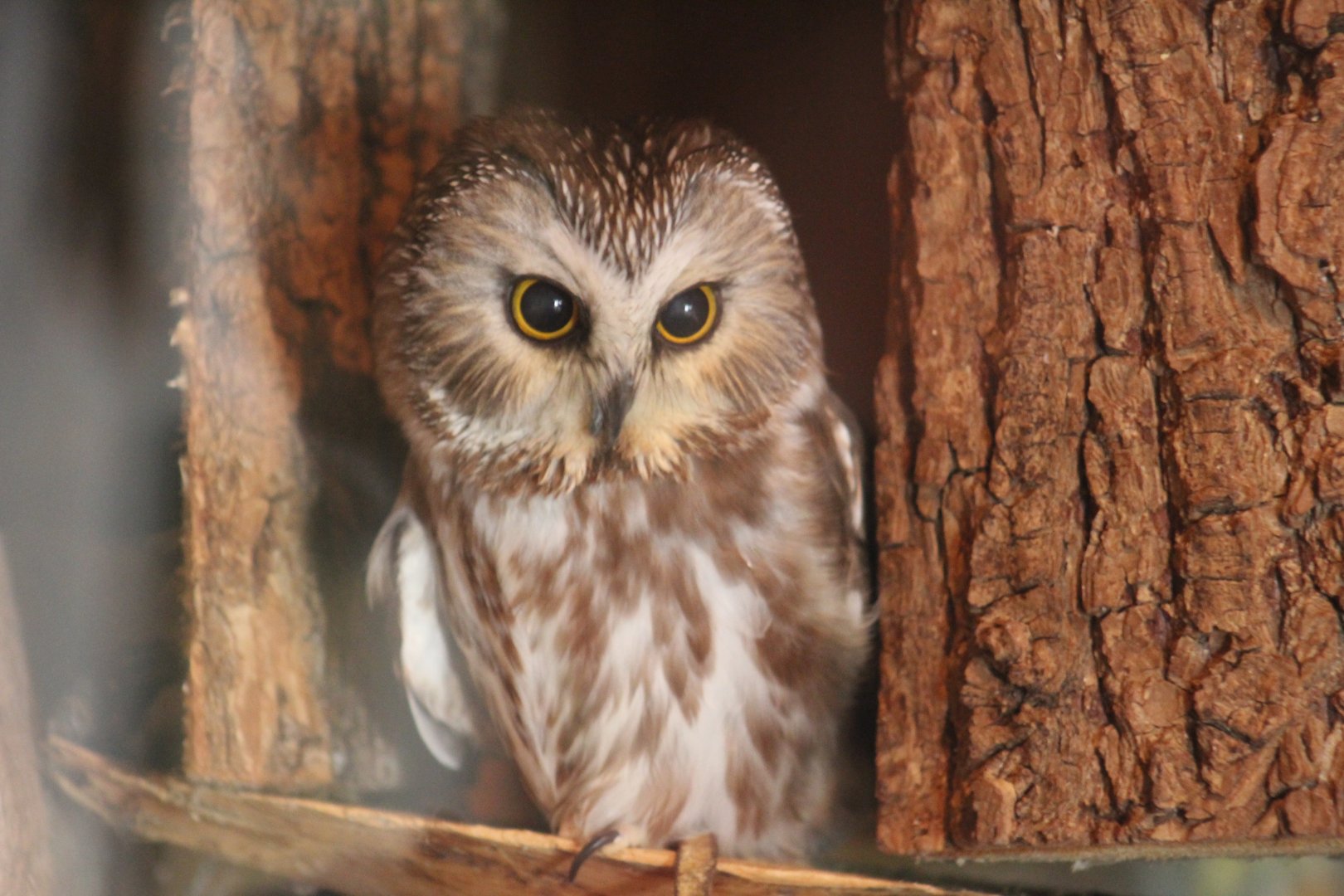 Northern Saw-Whet Owl