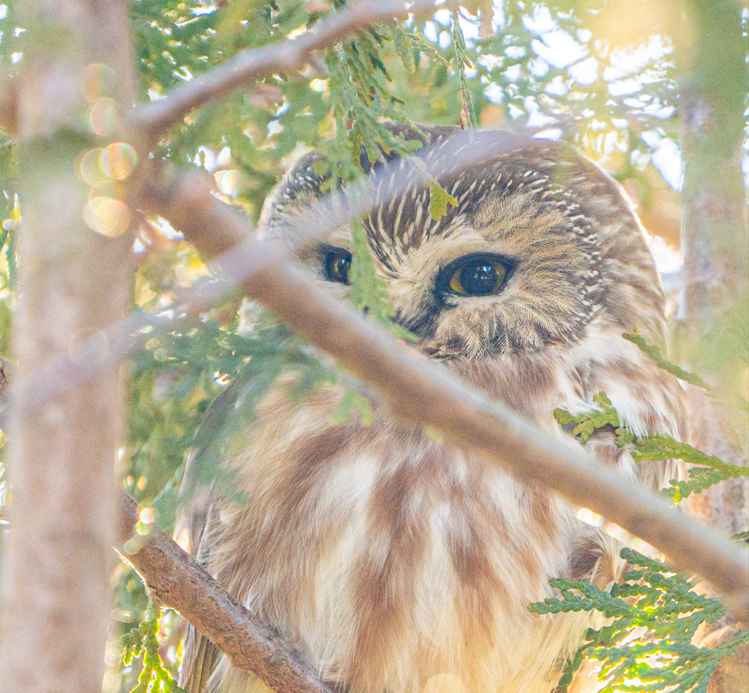 Northern Saw-Whet Owl
