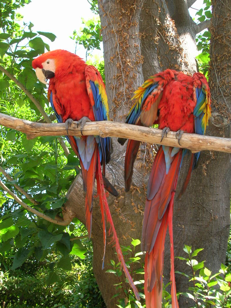 Northern Scarlet Macaw 5-19-10
