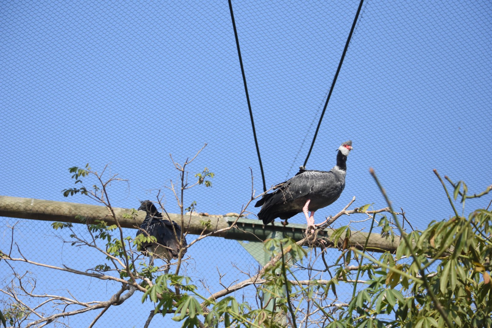 Northern screamer (Chauna chavaria) and horned screamer (Anhima cornuta)