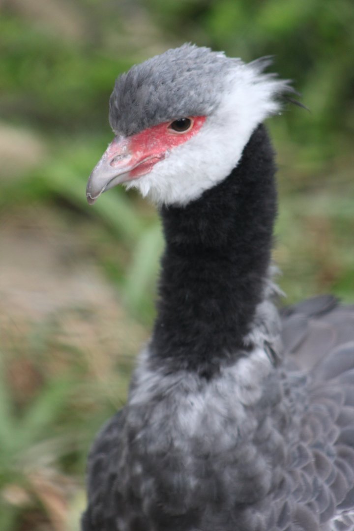 Northern screamer (Chauna chavaria)