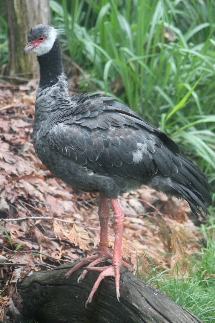 Northern screamer (Chauna chavaria)