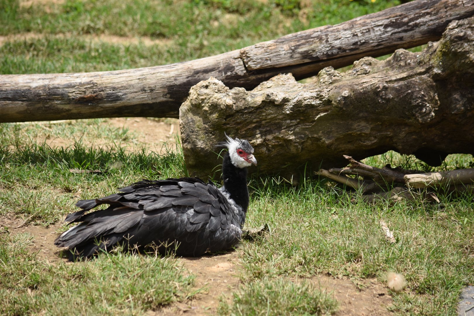 Northern screamer (Chauna chavaria)