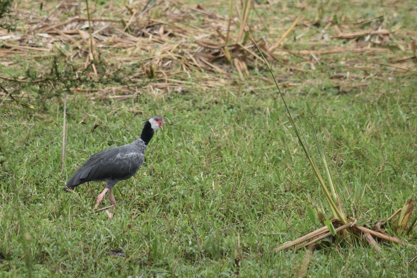 Northern screamer (Chauna chavaria)