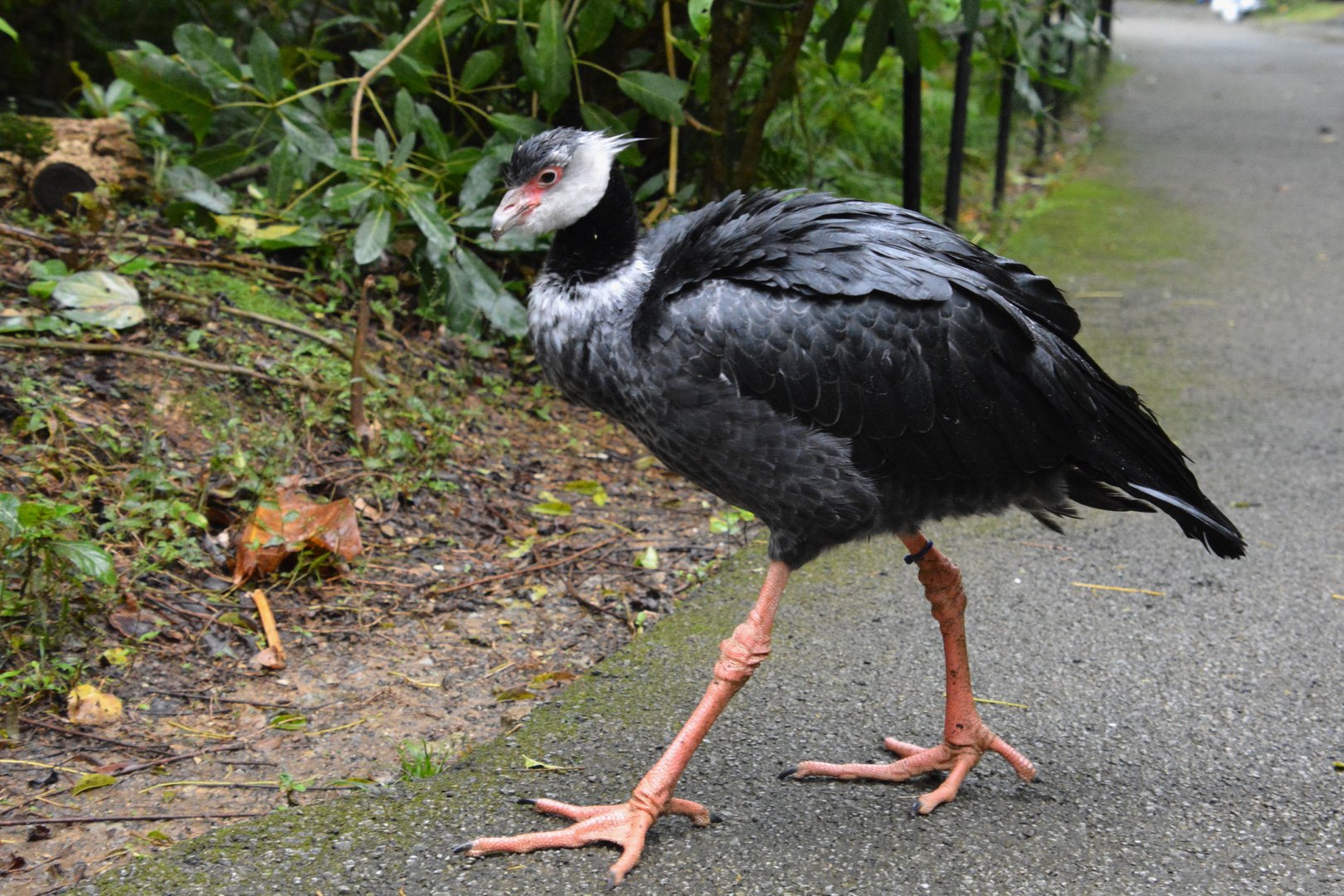 Northern screamer (Chauna chavaria)