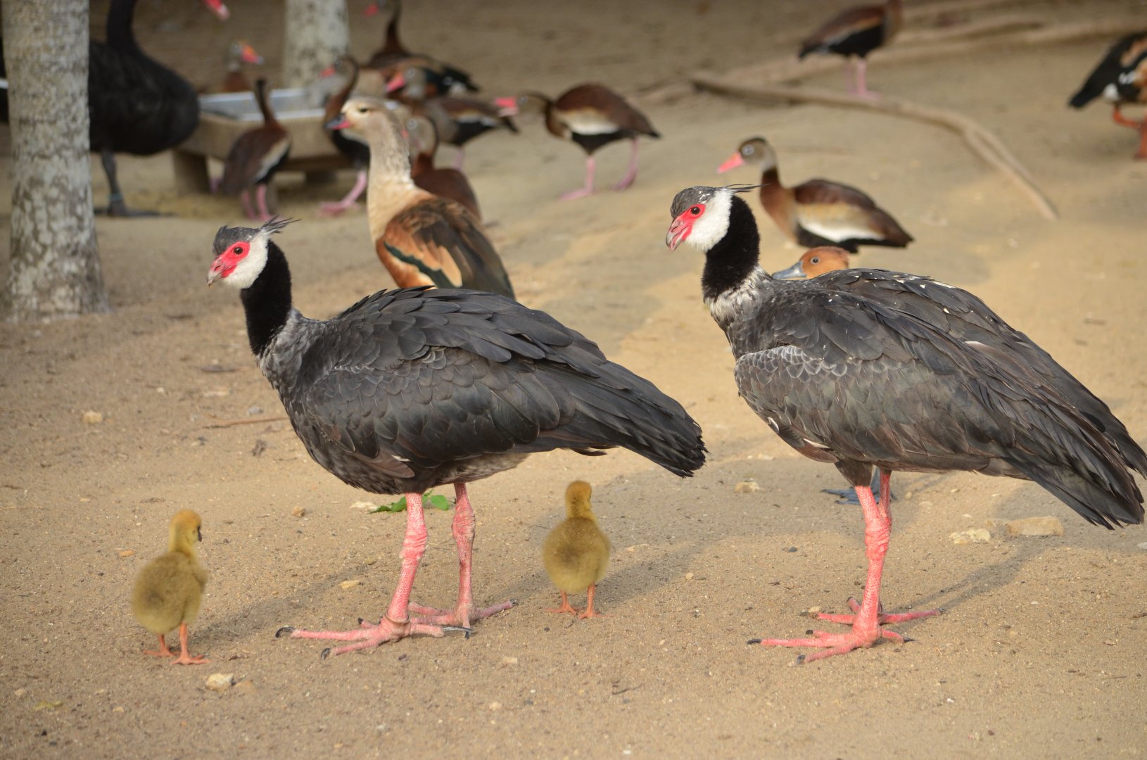 Northern screamer with chicks (Chauna chavaria)