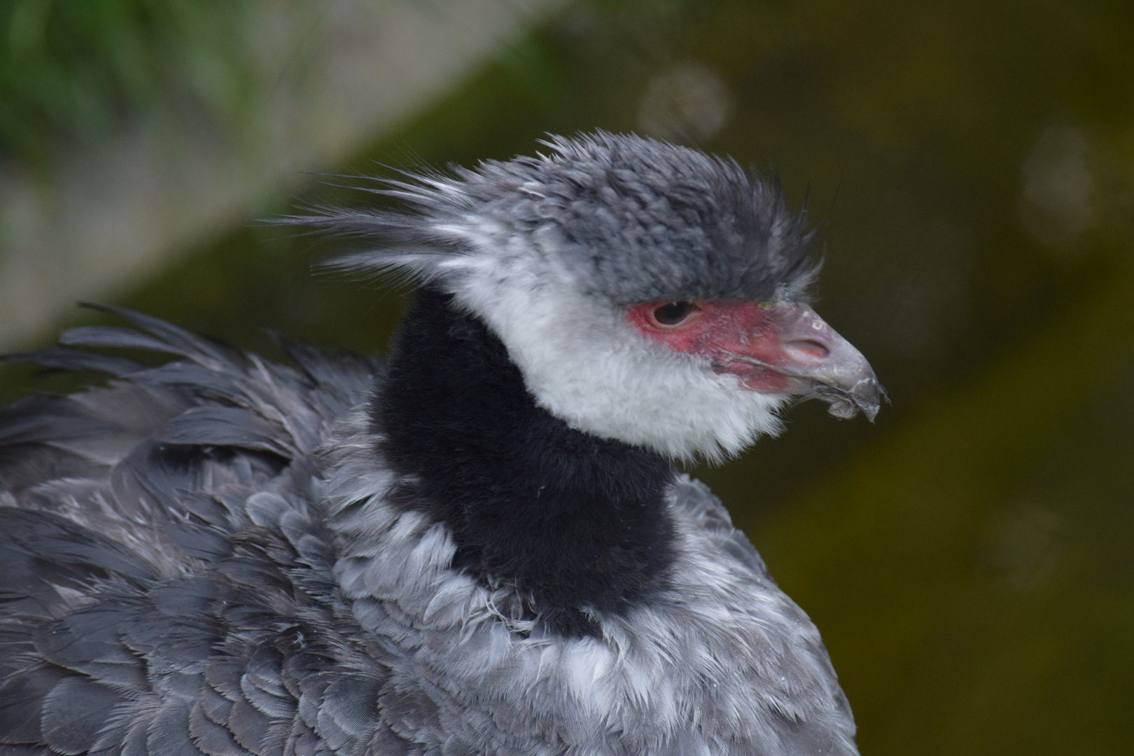 Northern screamer
