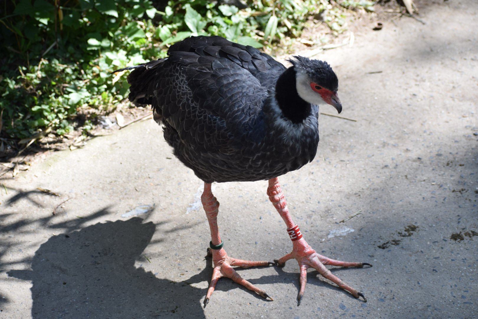 Northern screamer