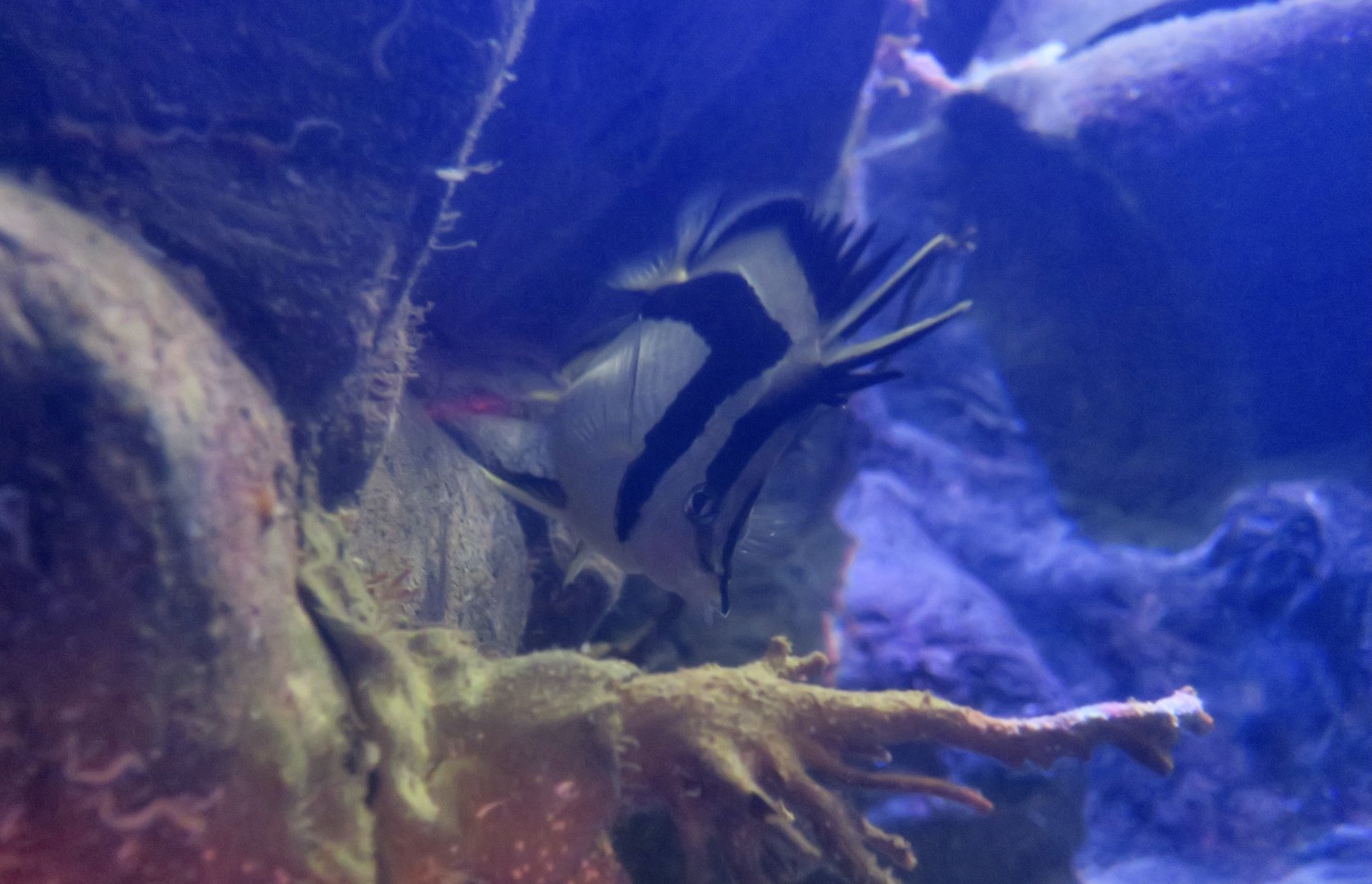 Northern Scythe Butterflyfish (Prognathodes falcifer)