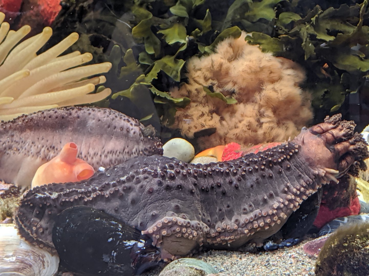 Northern sea cucumber (?) - reopening 31-08-2020