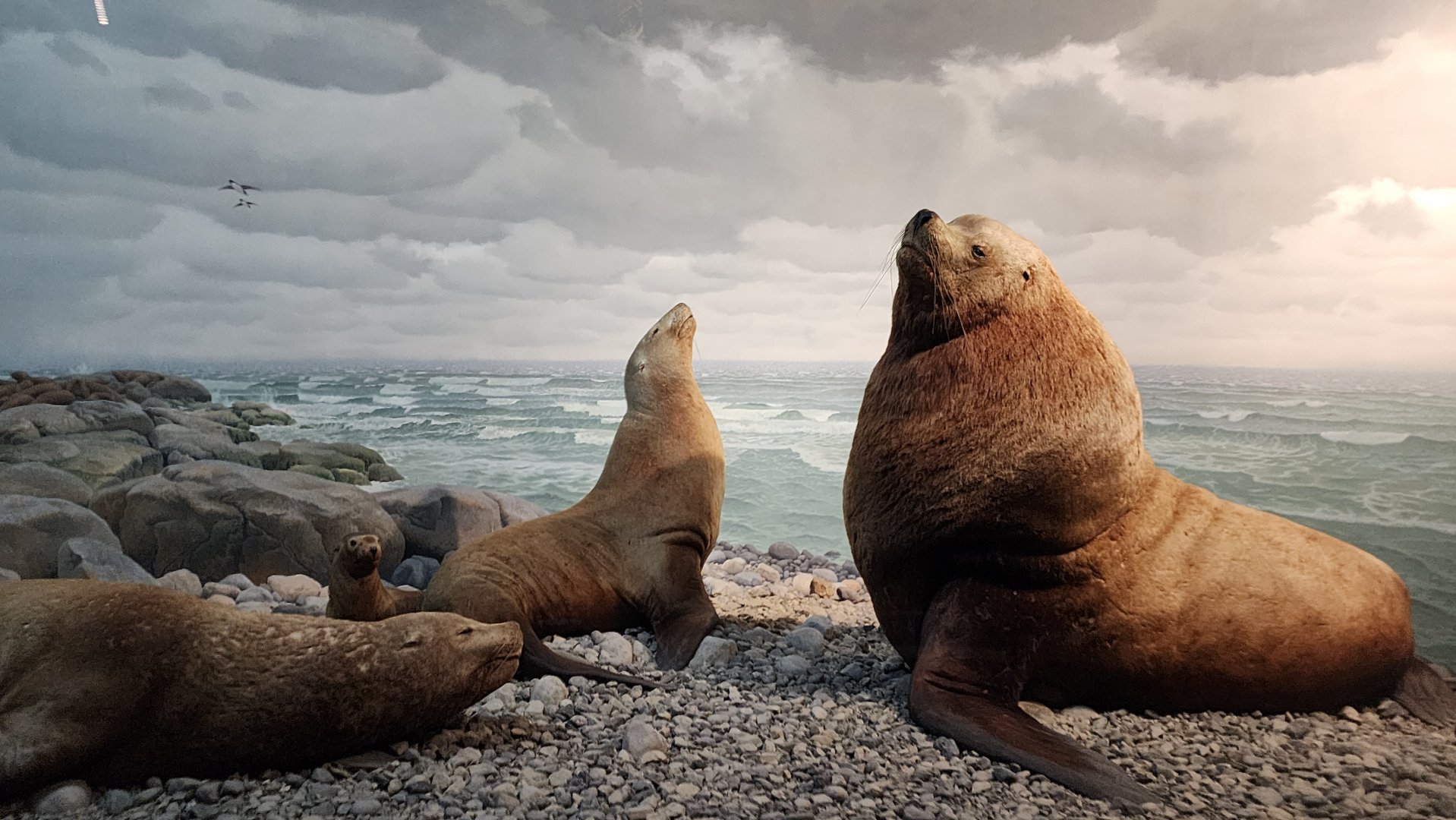 Northern Sea Lions