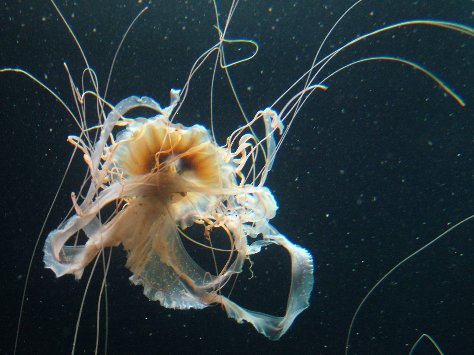 Northern Sea Nettle at Berlin Zoo Aquarium, 31/08/11