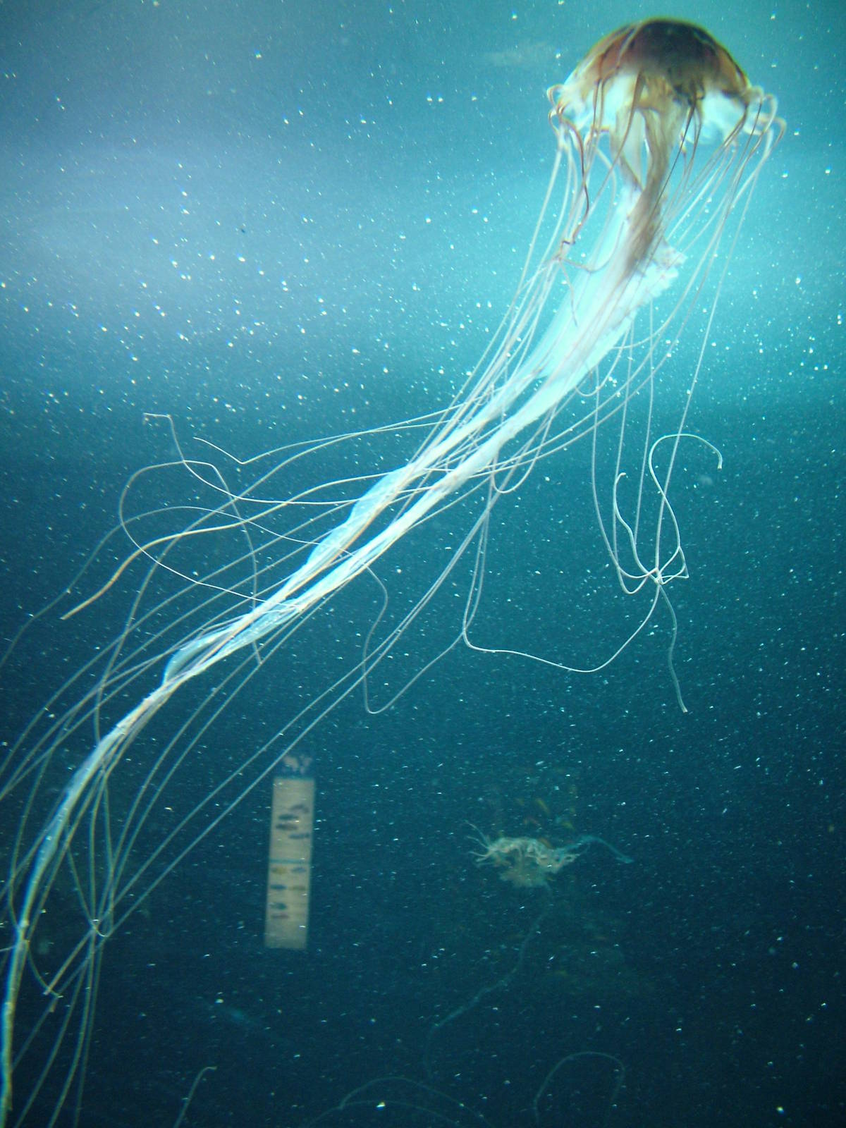 Northern Sea Nettle at Berlin Zoo Aquarium, 31/08/11