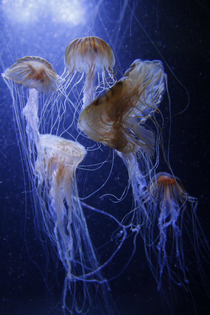 Northern sea nettle (Chrysaora melanaster)