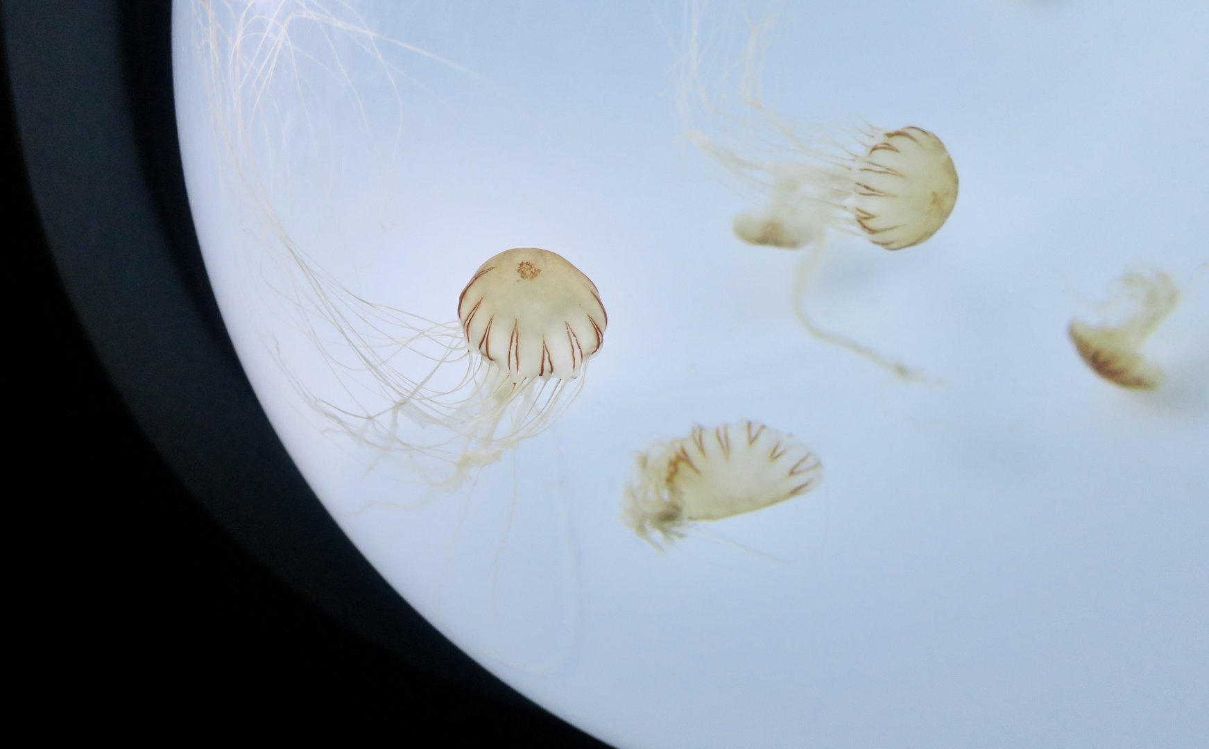 Northern Sea Nettle (Chrysaora melanaster)