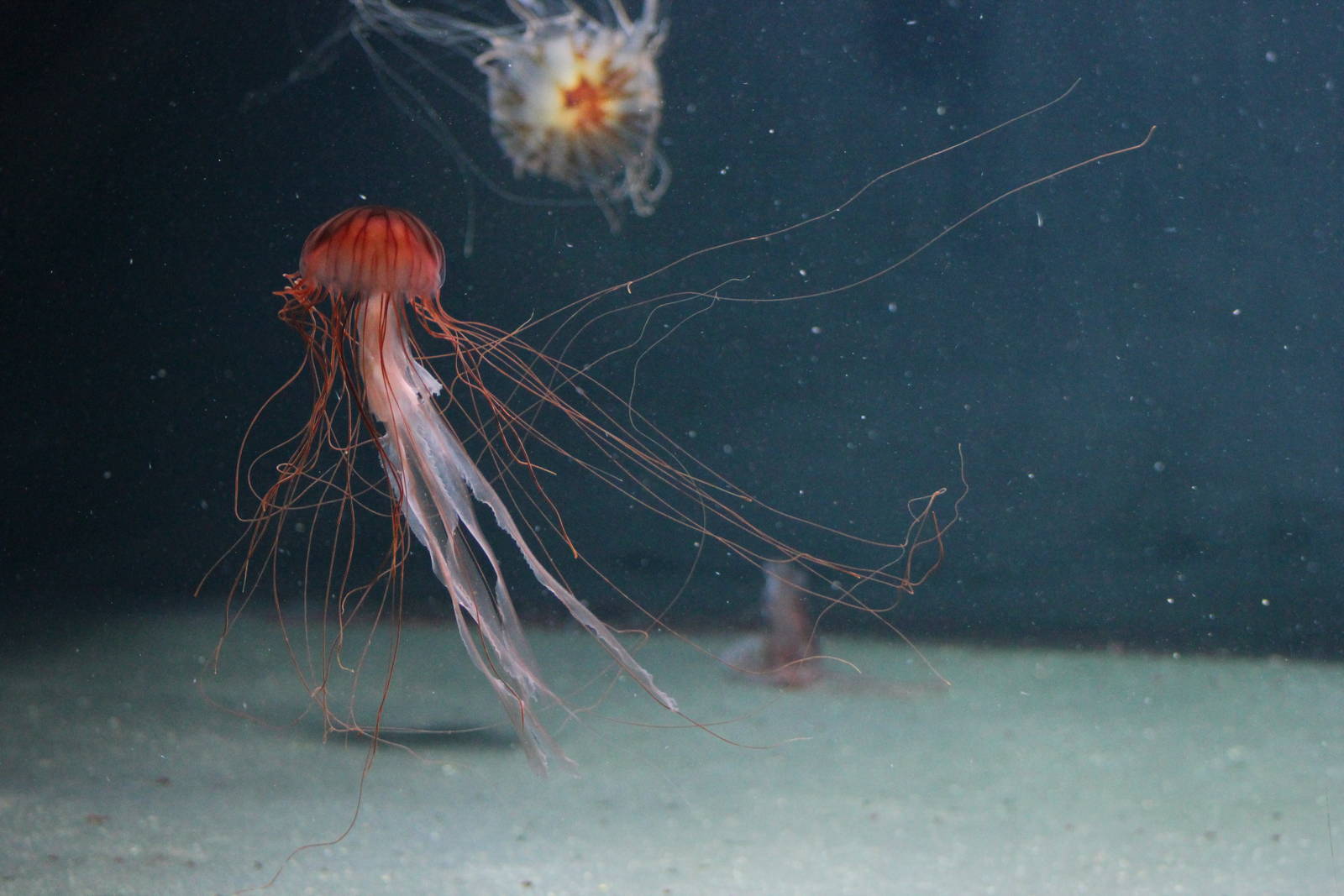 Northern sea nettle
