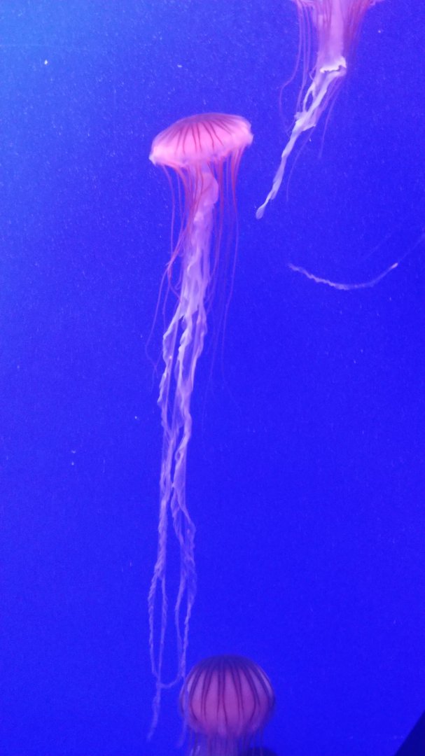 Northern sea nettle