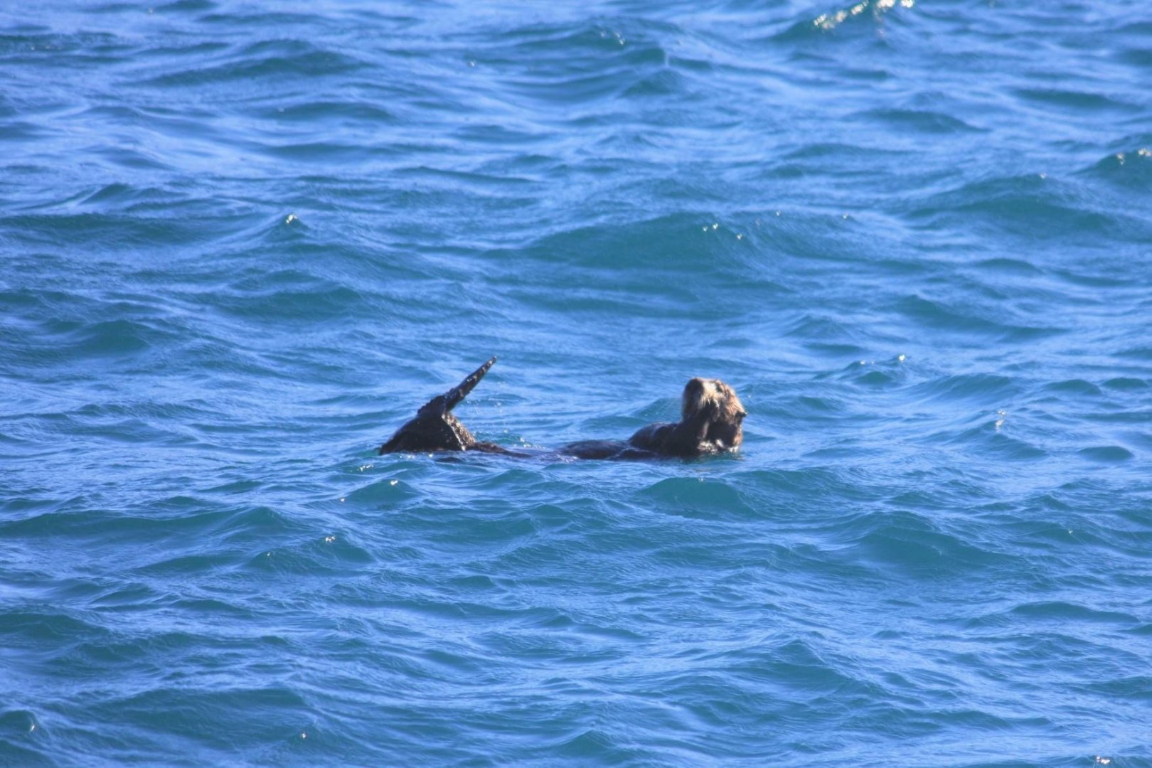 Northern Sea Otter - Alaska