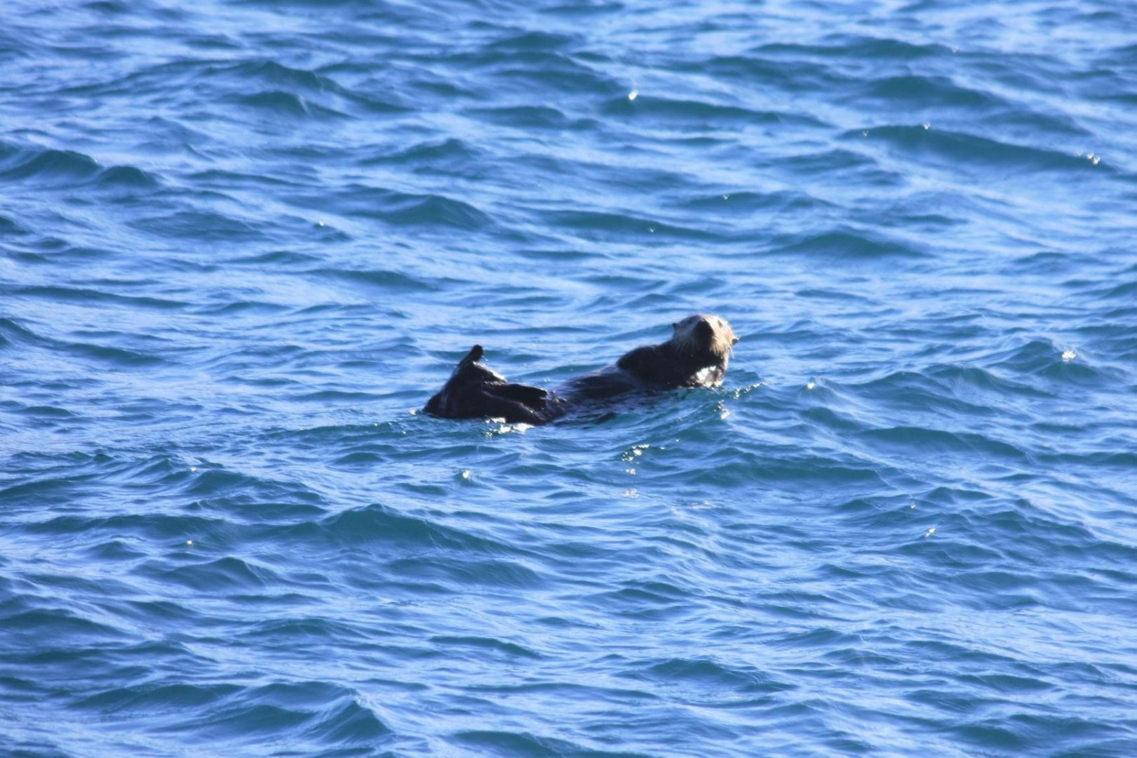 Northern Sea Otter - Alaska