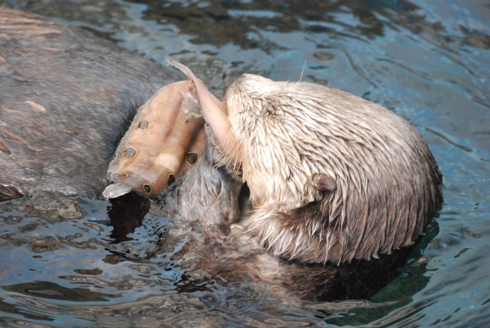 Northern Sea Otter at Lisbon Oceanarium, 25/05/11