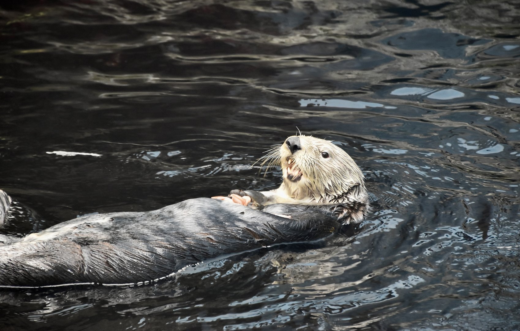 Northern Sea Otter (Enhydra lutris kenyoni) eating lunch