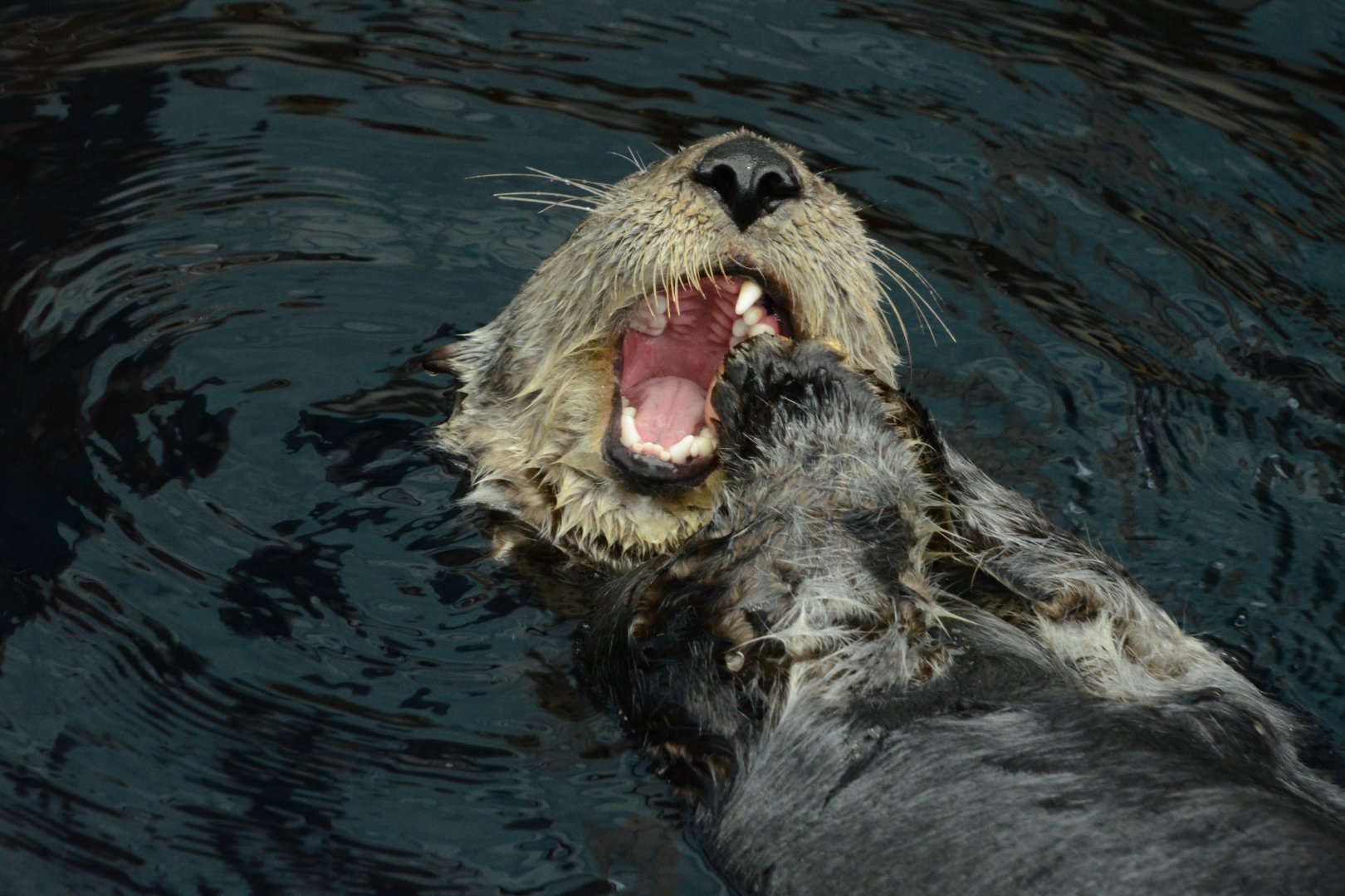 Northern sea otter (Enhydra lutris kenyoni)