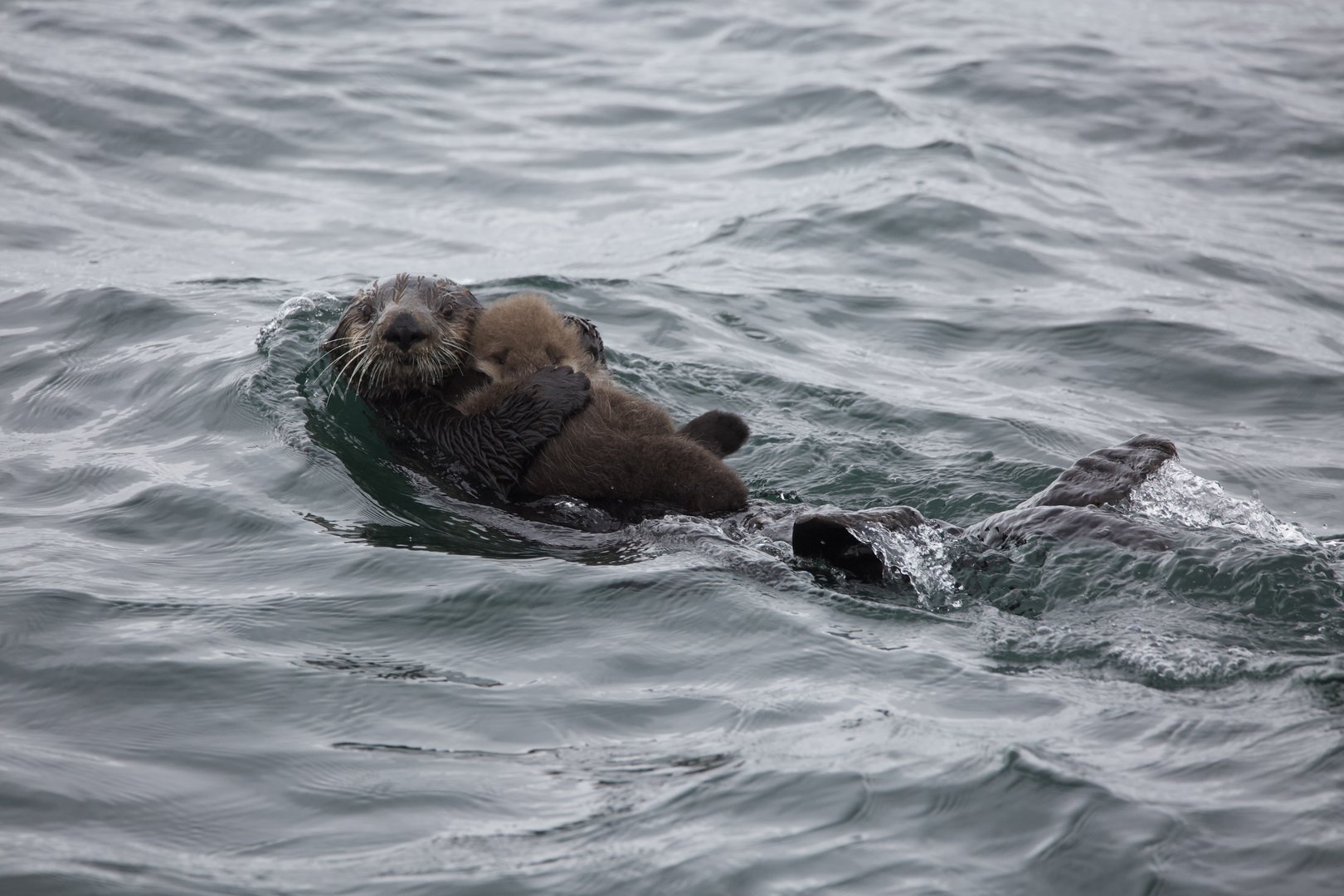 Northern Sea Otter/ Enhydra lutris kenyoni