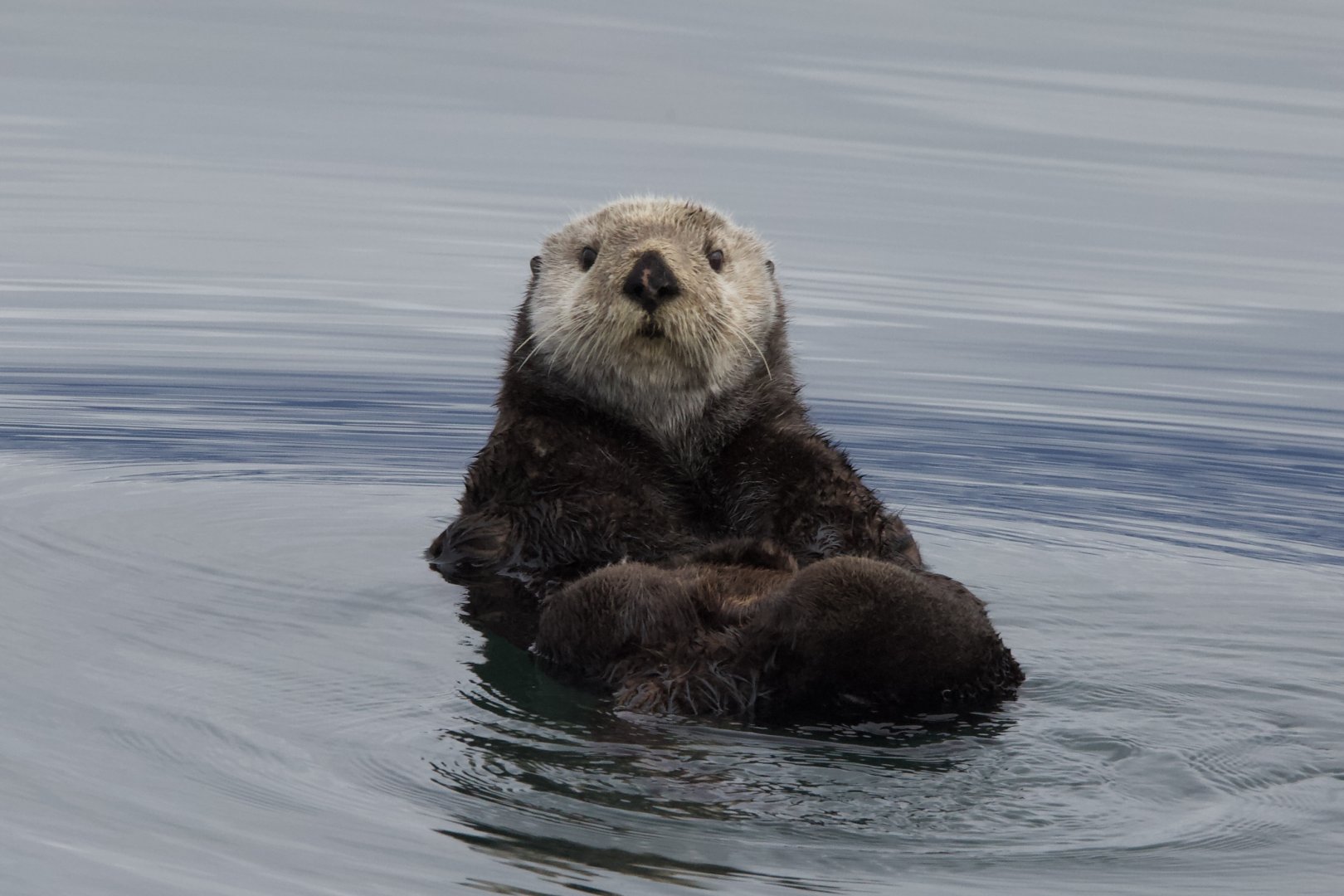 Northern Sea Otter/ Enhydra lutris kenyoni