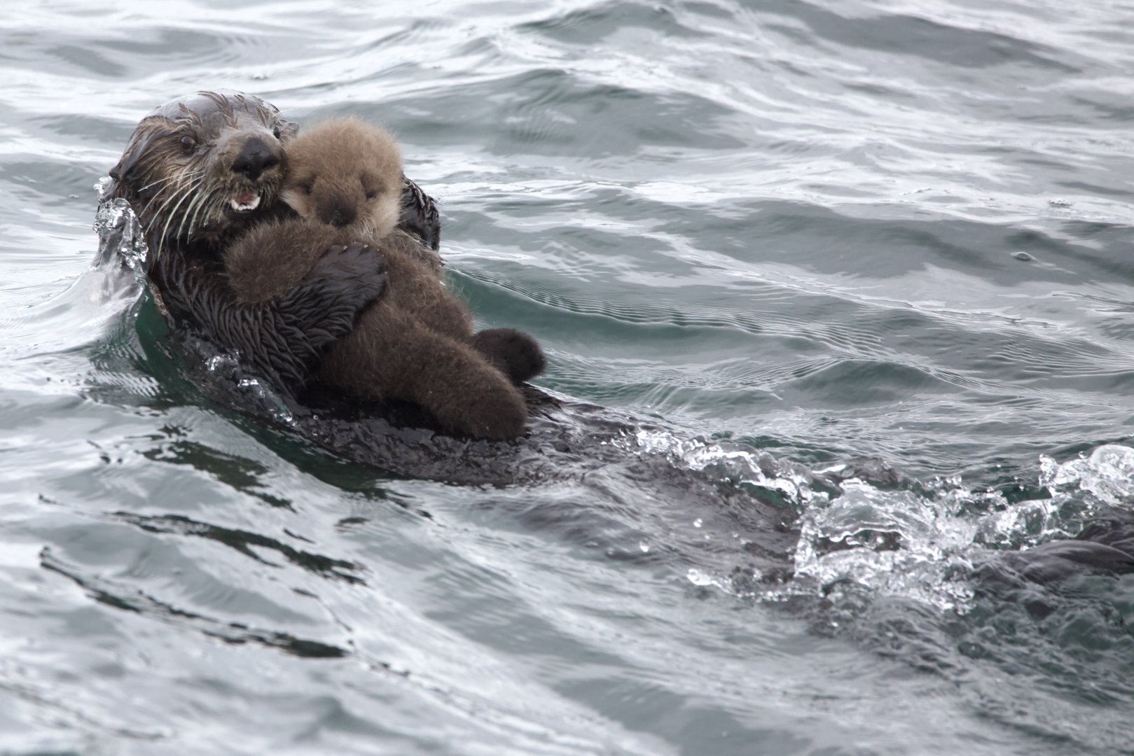 Northern Sea Otter/ Enhydra lutris kenyoni