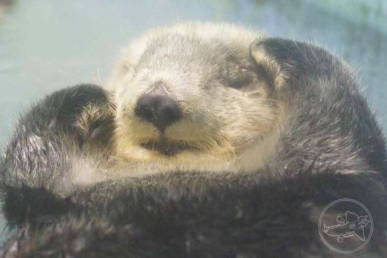 Northern Sea Otter (Enhydra lutris kenyoni)