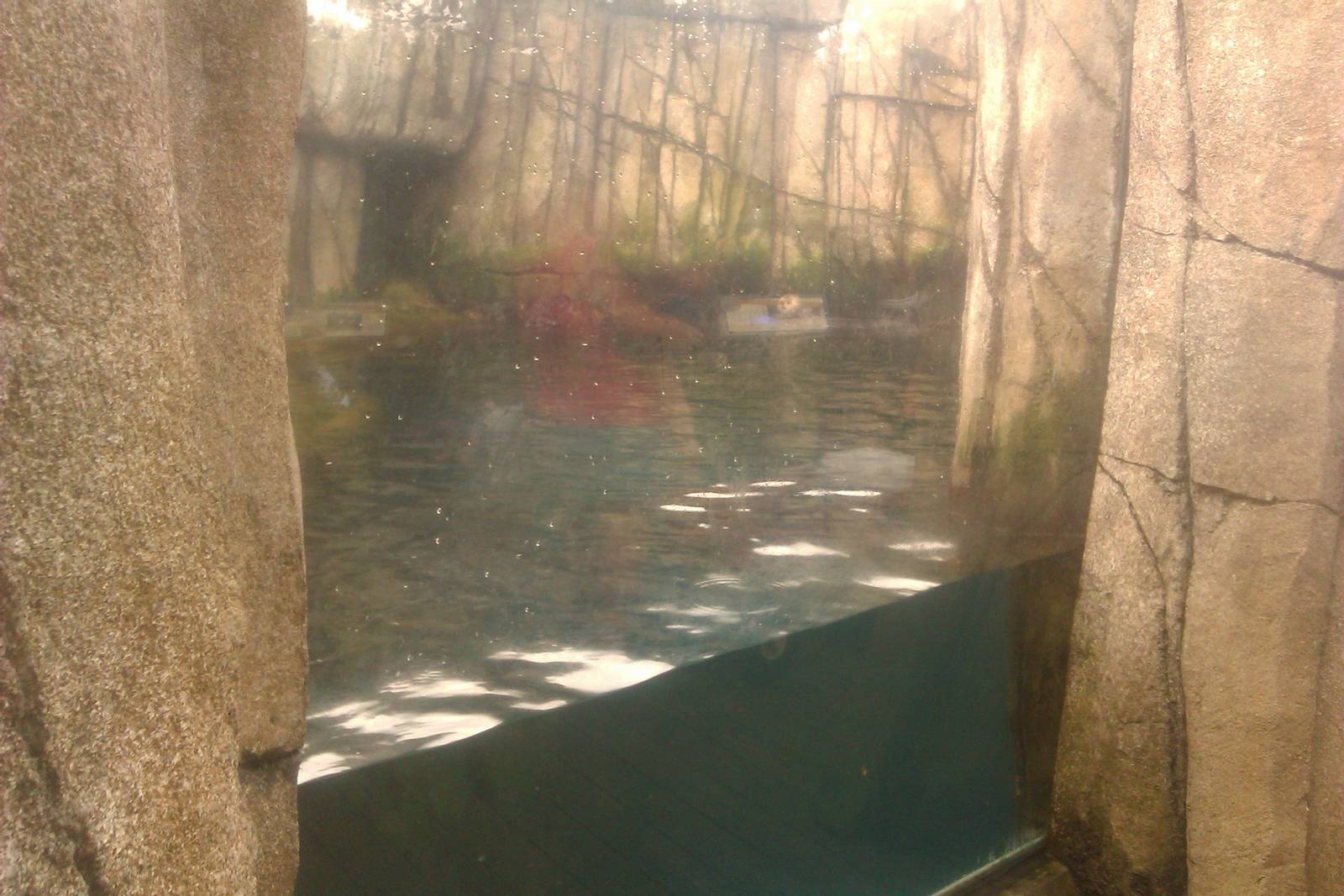 Northern Sea Otter exhibit