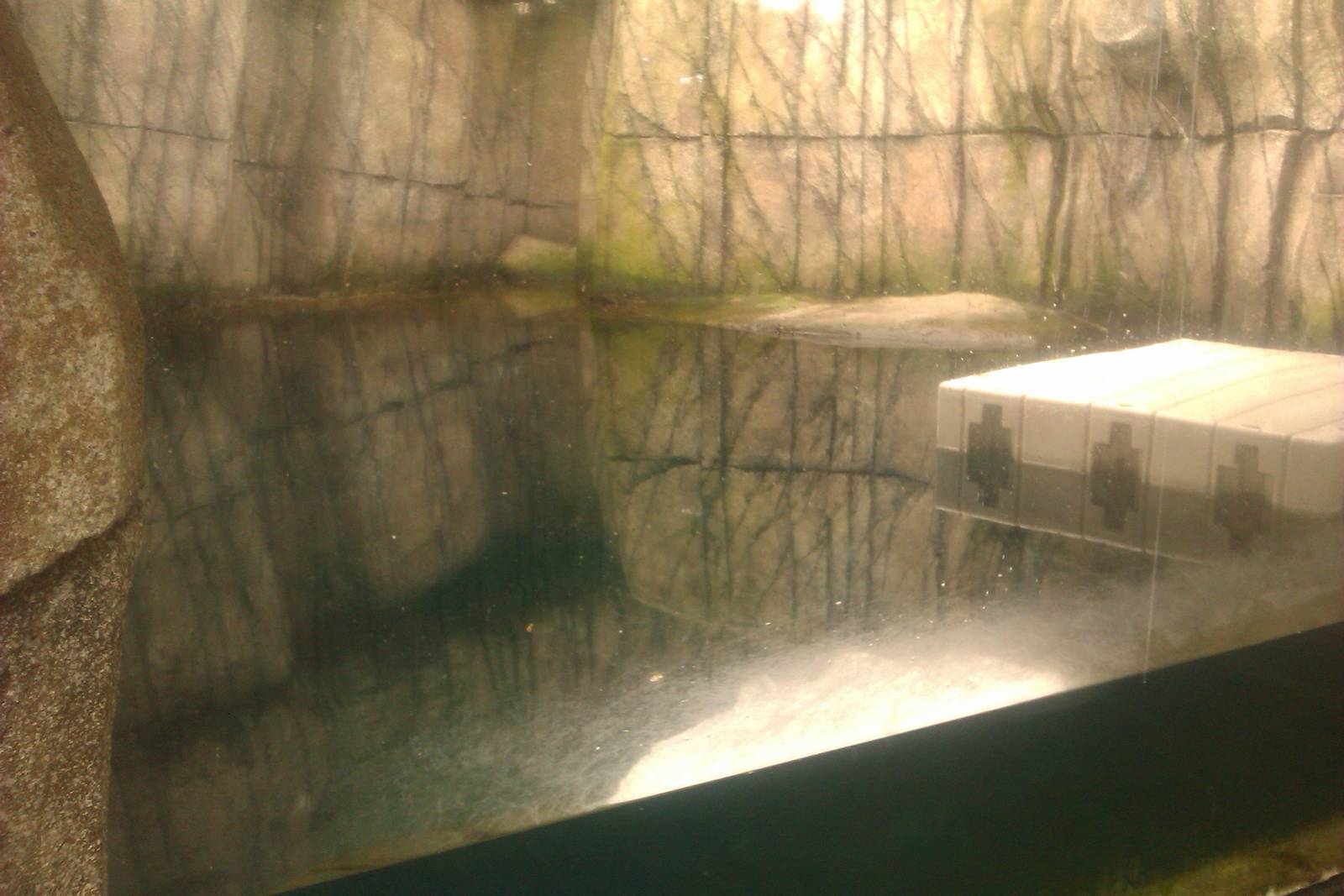 Northern Sea Otter exhibit