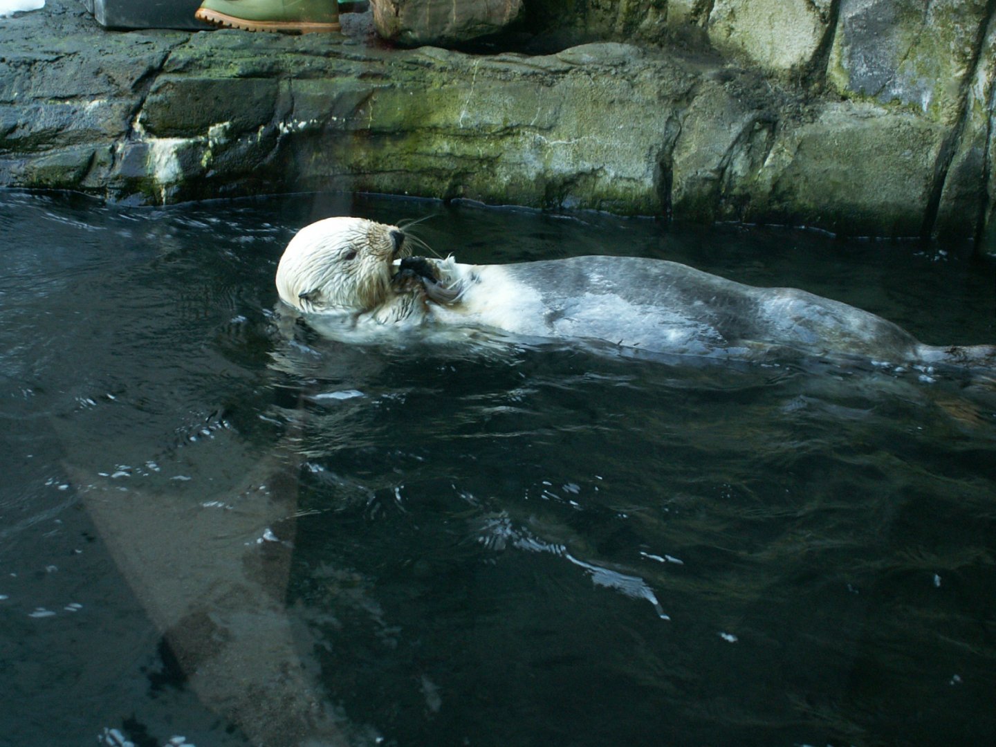 Northern sea otter - March 2009