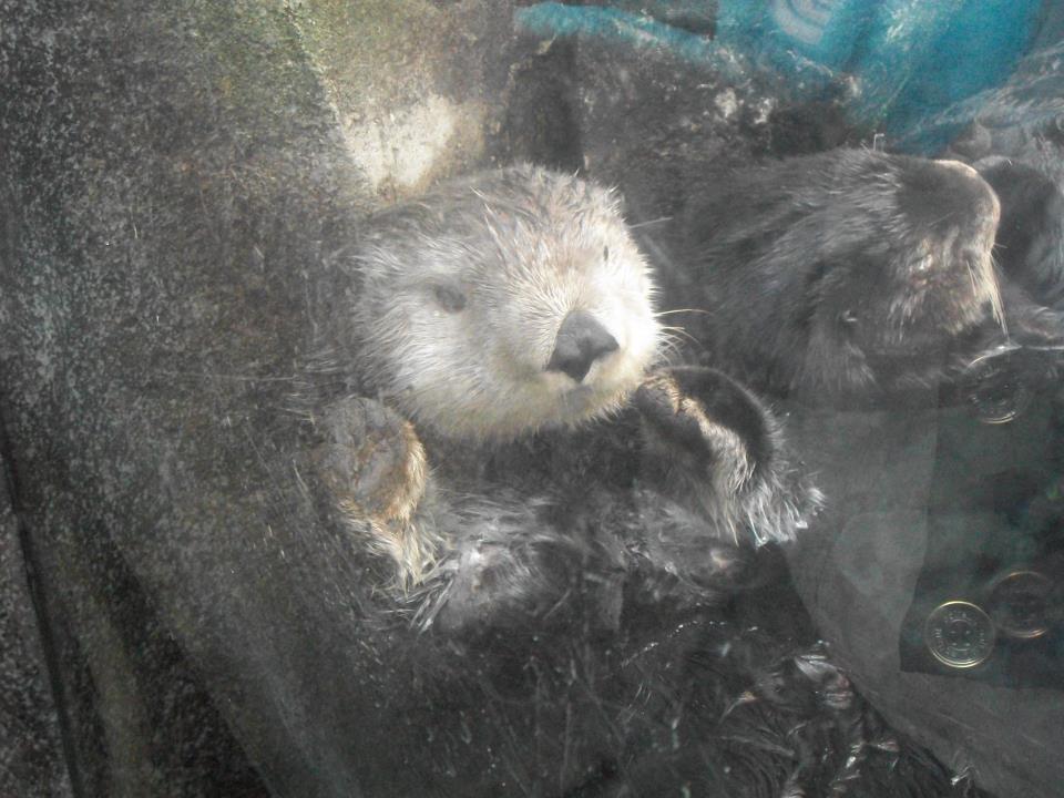 Northern Sea Otter