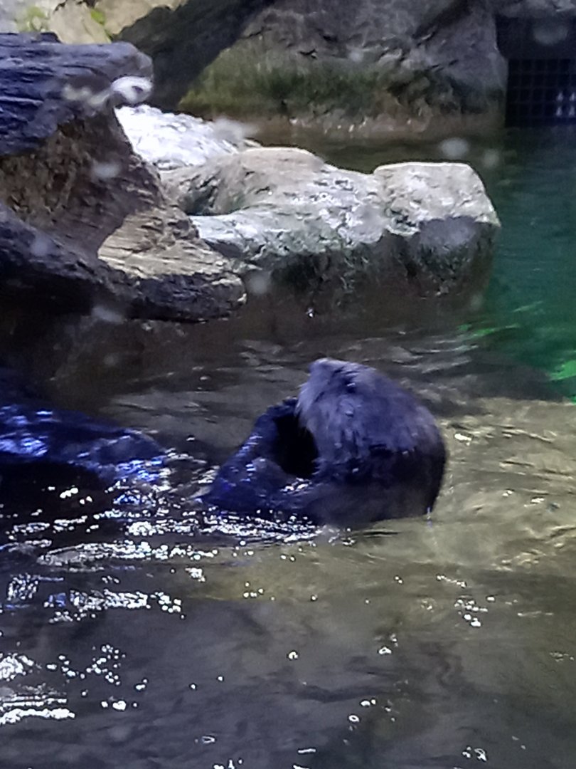 Northern Sea Otter