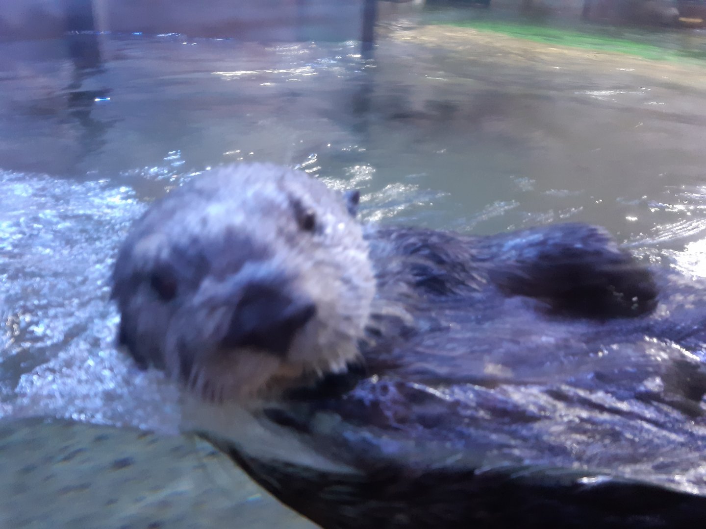 Northern sea otter