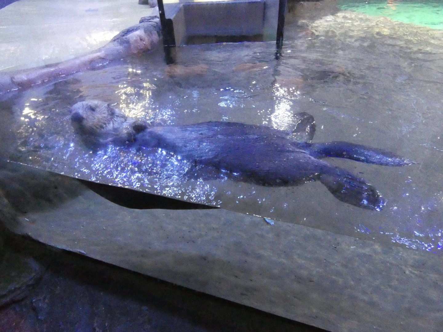 Northern sea otter