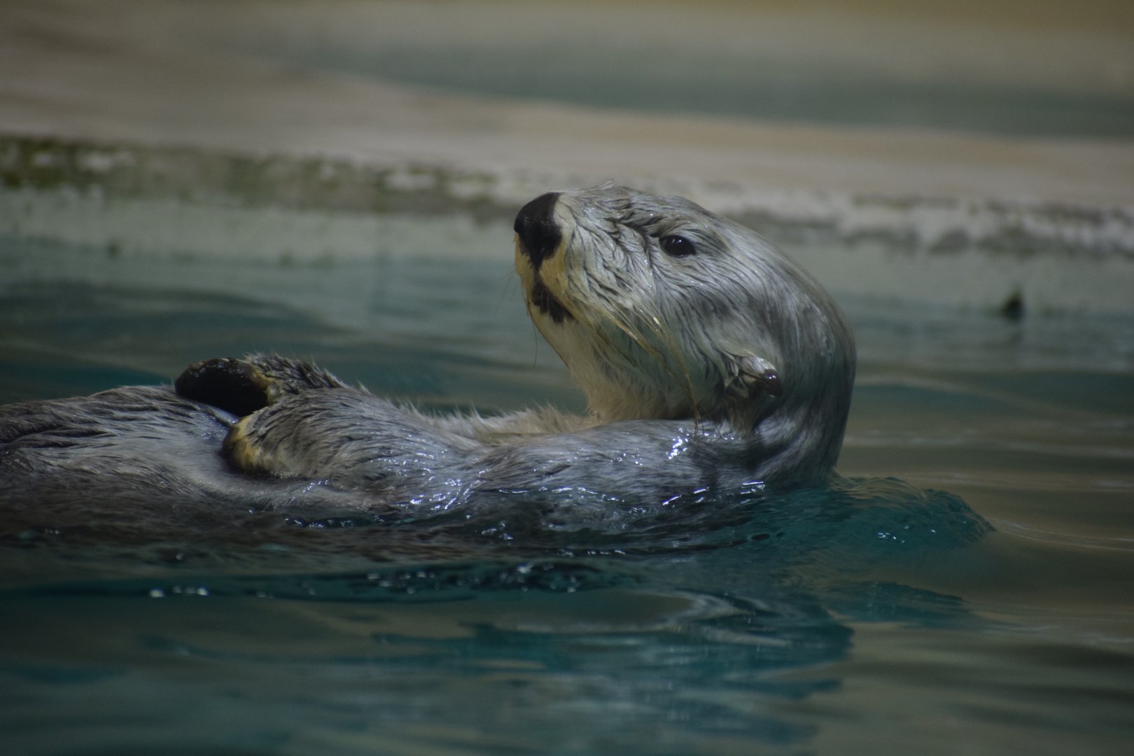 Northern sea otter