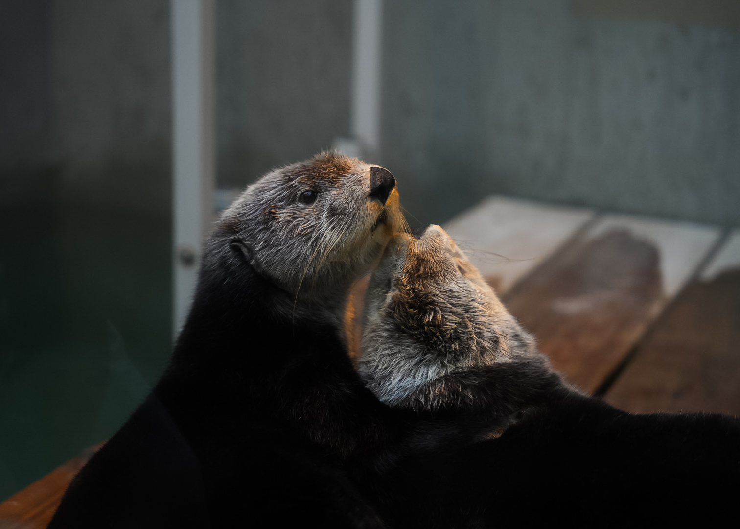 Northern Sea Otters